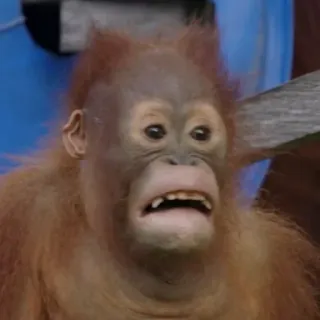 😟 7d313e67 orangutan, małpa, małpa, przestraszony, zszokowany telegram sticker