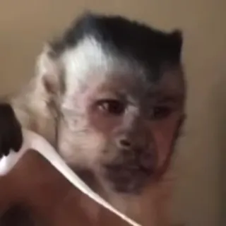 🤨 7ef788e4 małpa, zwierzę, naczelny, słodki telegram sticker