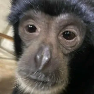 🤨 8d70842f małpa, zwierzę, ssak, naczelny, dzika przyroda telegram sticker