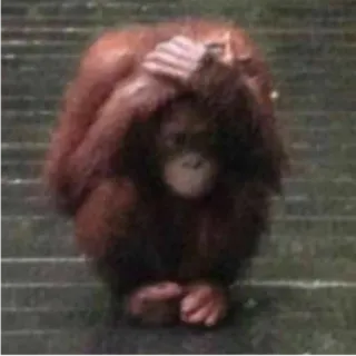 Монкіз🦍 @abethan telegram stickers