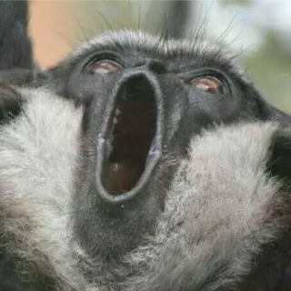 😱 99b6fc00 małpa, zwierzę, ssak, naczelny, ziewanie telegram sticker