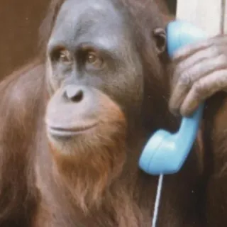 📞 a60fc5de orangutan, małpa, zwierzę, telefon, komunikacja telegram sticker