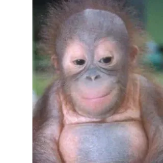 😏 a8e819cc zwierzę, małpa, słodki, dziecko, orangutan telegram sticker