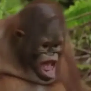 😬 a95077b3 orangutan, małpa, zwierzę, ssak, dzika przyroda telegram sticker