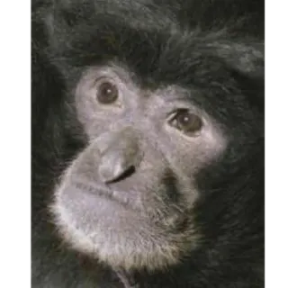 😶 b23059ce małpa, człowiekowate, zwierzę, ssak, naczelny telegram sticker