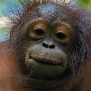 😏 b438db29 orangutan, zwierzę, naczelny, małpa człekokształtna, słodki, zoo telegram sticker