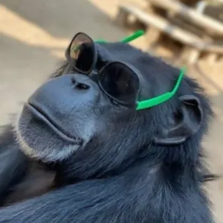 😎 b774d143 małpa, okulary przeciwsłoneczne, zwierzę, fajny, szympans telegram sticker