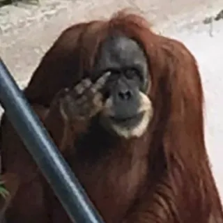 🖕 b9933a68 orangutan, środkowy palec, niegrzeczny, zwierzę, naczelny telegram sticker