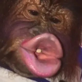 😚 b9ec7bc0 małpa, zwierzę, człowiekowaty, orangutan, pocałunek telegram sticker