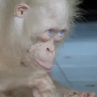 😠 b9fd33f4 Orangutan, Albino, Zwierzę, Naczelne, Małpa człekokształtna, Rzadki telegram sticker