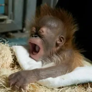 😫 ca86936f orangutan, dziecko, zwierzę, śpiący, ziewanie, słodki telegram sticker