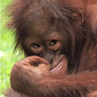 🙃 cba86dcf orangutan, małpa, człekokształtna, zwierzę, słodki, naczelny telegram sticker