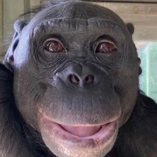 😀 cd3889f2 małpa, małpa, zwierzę, bonobo, naczelne telegram sticker