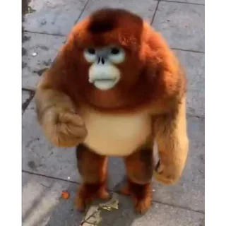 🤨 ce8c5167 małpa, zwierzę, słodkie, naczelny, dzikie zwierzę telegram sticker