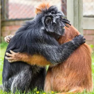 🤗 d4a69171 małpy, przytulanie, zwierzęta, przyjaźń telegram sticker