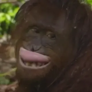 😃 da7a4185 orangutan, małpa, zwierzę, dzika przyroda, naczelny telegram sticker