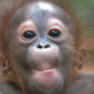 ☺️ de10c8c8 zwierzę, małpa, słodki, orangutan, dziecko telegram sticker