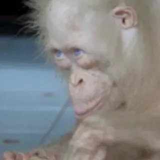 😠 dfed7130 zwierzę, małpa, albinos, naczelny, słodki, biały telegram sticker