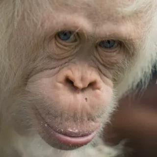 🤨 e0a785e7 małpa, albinos, małpa, zwierzę, naczelny telegram sticker