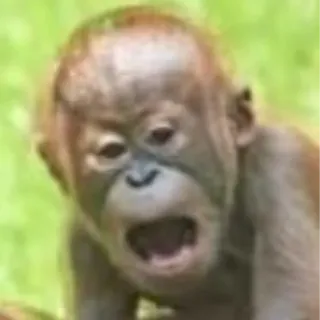 😮 e2881f58 zwierzę, małpa, dziecko, orangutan, naczelny, małpa człekokształtna telegram sticker