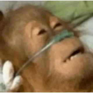 🤕 e333c68e małpa, małpa, chory, zwierzę, oddechowy telegram sticker