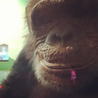 😊 e8aff359 małpa człekokształtna, małpa, zwierzę, zbliżenie, naczelny, ssak telegram sticker