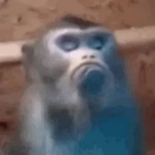 😤 f7352d62 małpa, człekokształtna, zwierzę, dzikie zwierzę, naczelny, smutny telegram sticker