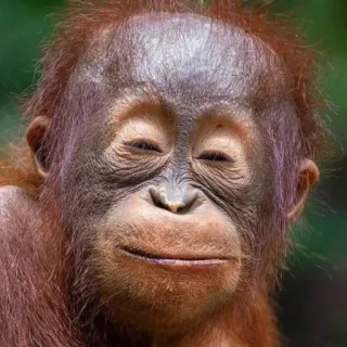 🥴 fc4d327c zwierzę, orangutan, małpa człekokształtna, naczelny, małpa, dzika przyroda telegram sticker