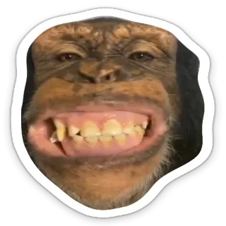 😁 931a74ef обезьяна, человекообразная обезьяна, животное, шимпанзе, смешной, примат, дикая природа telegram sticker