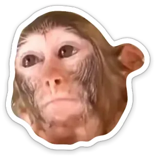 😐 d7a7bd6f обезьяна, человекообразная обезьяна, примат, животное, наклейка, мем telegram sticker