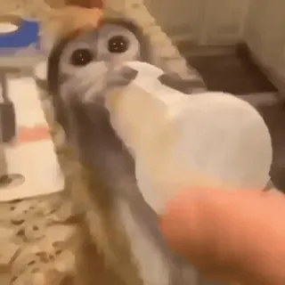 🥛 086d4fd7 обезьяна, детеныш, питомец, пьет, кормление, животное, домашнее животное telegram sticker