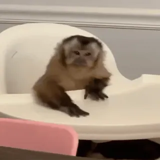 😠 1077daa3 обезьяна, животное, стул, капуцин telegram sticker