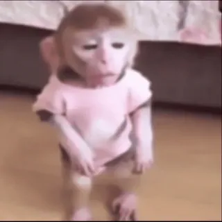 🥱 13a5fd01 обезьяна, животное, милый, футболка, смешной telegram sticker