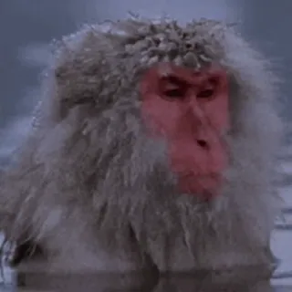 ☺️ 1f7f8dcc обезьяна, животное, японский макак, макака, дикая природа telegram sticker