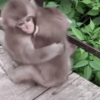 🤗 23f15fd3 обезьяны, животные, обнимашки, милый, природа telegram sticker