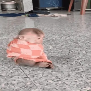 💥 3b19cddb обезьяна, животное, милый, млекопитающее, дикая природа telegram sticker