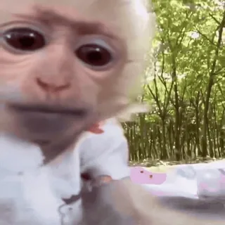 😋 44c85cde обезьяна, животное, милый, природа, на улице telegram sticker