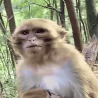 🤬 58a47334 обезьяна, человекообразная обезьяна, животное, природа, дикая природа telegram sticker