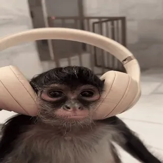 🎧 652cfee4 обезьяна, наушники, животное, милый, слушает, музыка telegram sticker