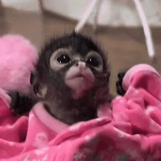 😯 88324db3 обезьяна, животное, милый, малыш, розовый telegram sticker