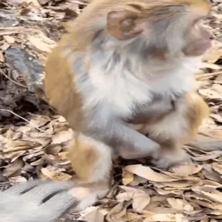 🤬 8d11bd5f обезьяна, животное, природа, примат, млекопитающее telegram sticker