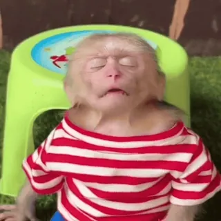 💤 a437e040 обезьяна, животное, примат, табурет, красно-белая рубашка telegram sticker