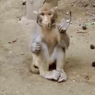 🥸 a8cc5308 обезьяна, животное, очки telegram sticker