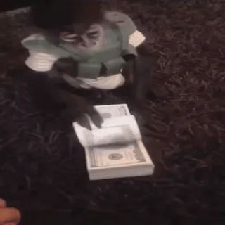 💴 b04bf10b обезьяна, деньги, животное, наличные, пачка денег, человекообразная обезьяна telegram sticker