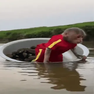 💦 b2ba20c9 обезьяна, животное, река, лодка, моллюски, дикая природа telegram sticker