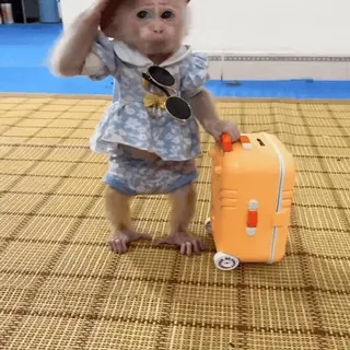 ✈️ b76f3097 обезьяна, животное, путешествия, чемодан, наряженный, милый, солнцезащитные очки telegram sticker