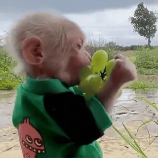 🍇 cb5cf4b7 обезьяна, животное, виноград, милый, альбинос, еда telegram sticker