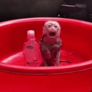 😱 d2ee9f04 обезьяна, животное, примат, бутылка, красный, ванна telegram sticker