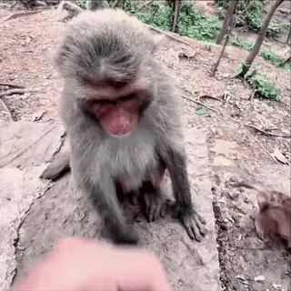 😨 e417421b обезьяна, животное, млекопитающее, дикая природа telegram sticker