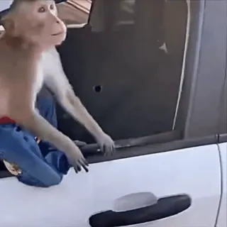 👋 efc7b5f4 обезьяна, животное, машина, джинсы, человекообразная обезьяна, примат telegram sticker